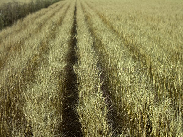 CropView - Your field under full remote control
