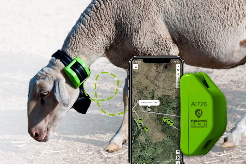 Livestock GPS tracker - 3 pieces, Sigfox