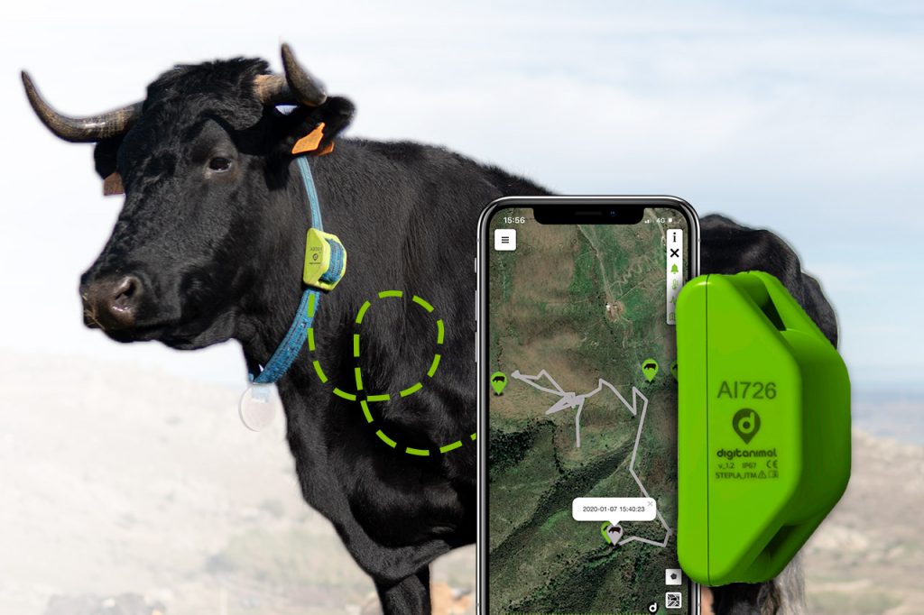 Livestock GPS tracker - 3 pieces, Sigfox